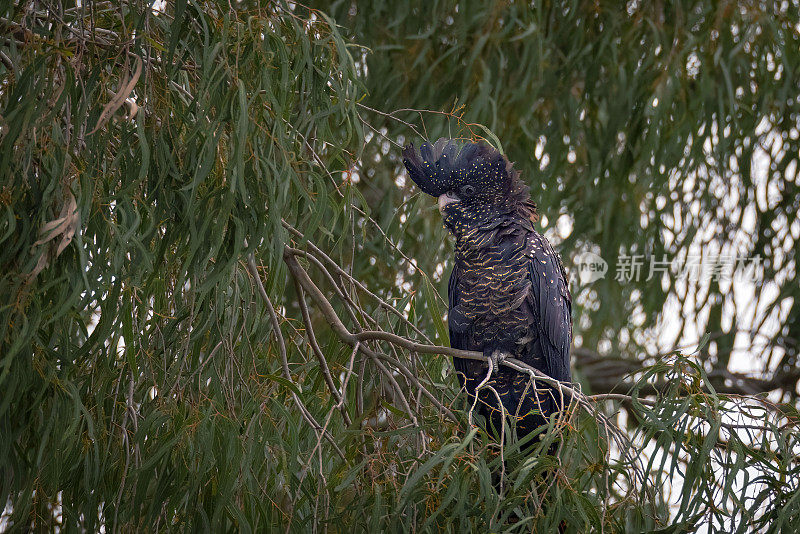 红尾黑凤头鹦鹉(Calyptorhynchus banksii)